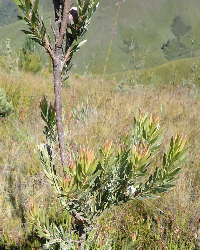 Leucadendron uliginosum subsp. uliginosum photo 4