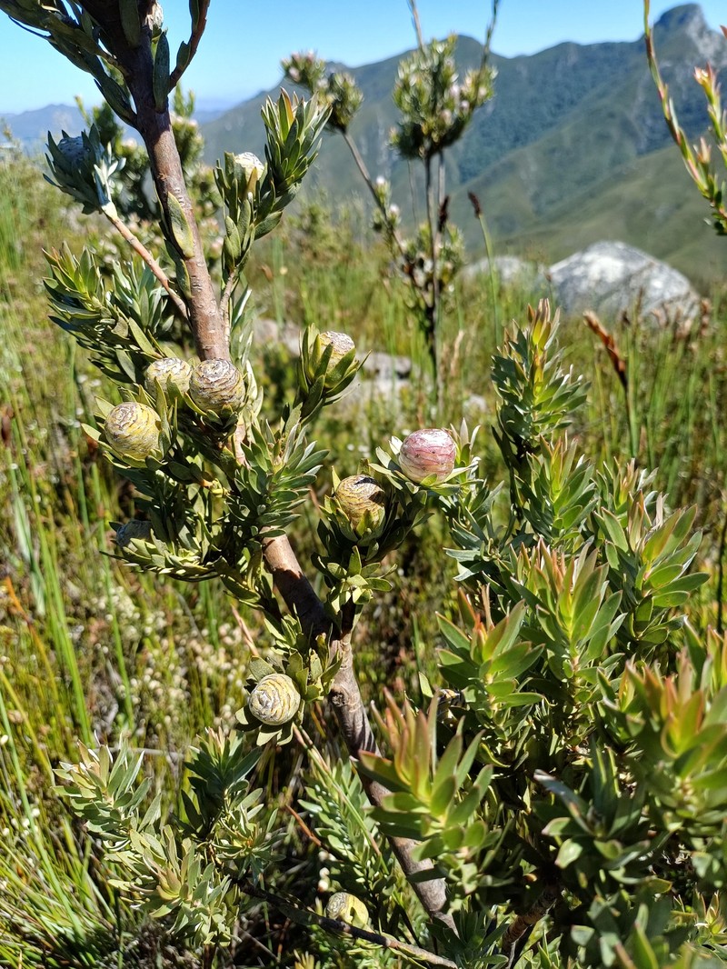 Leucadendron uliginosum subsp. uliginosum photo 5