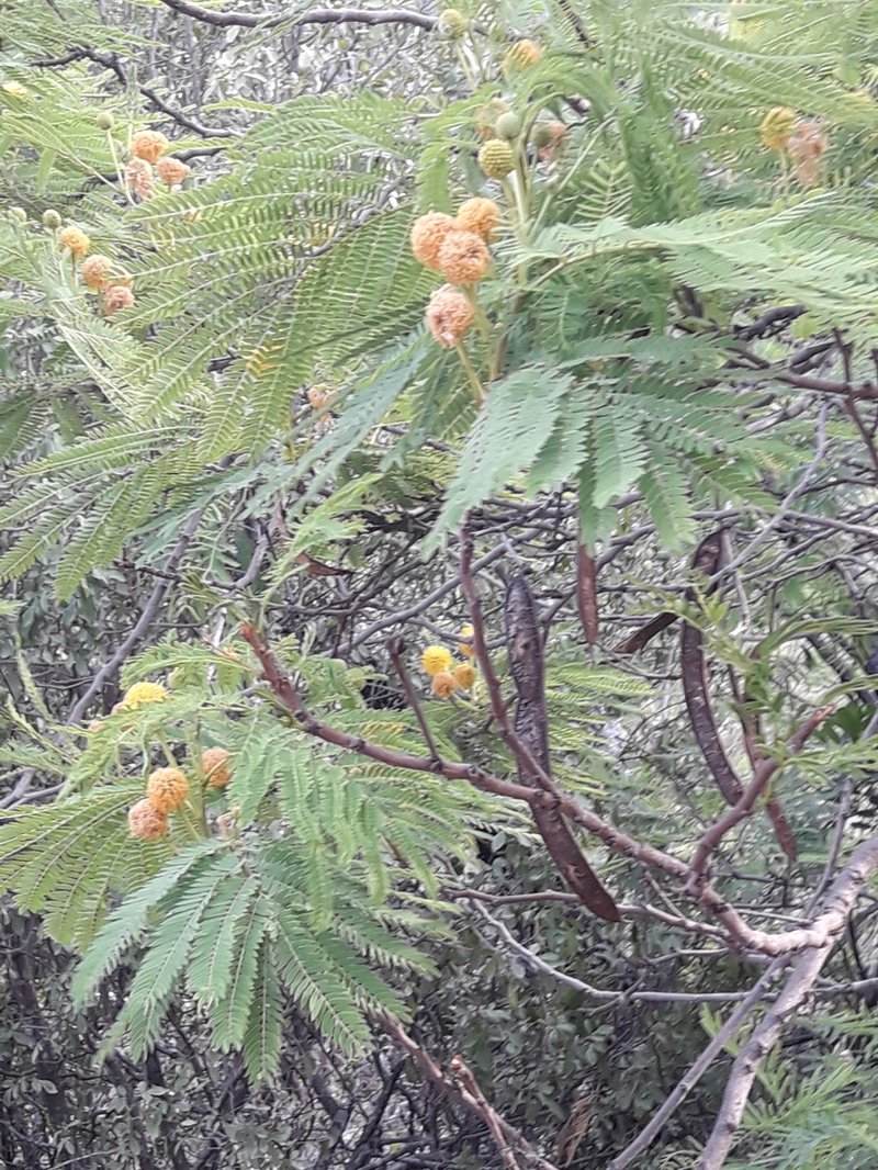 Leucaena greggii