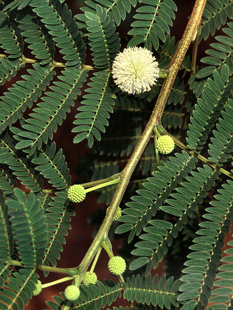 White Leadtree