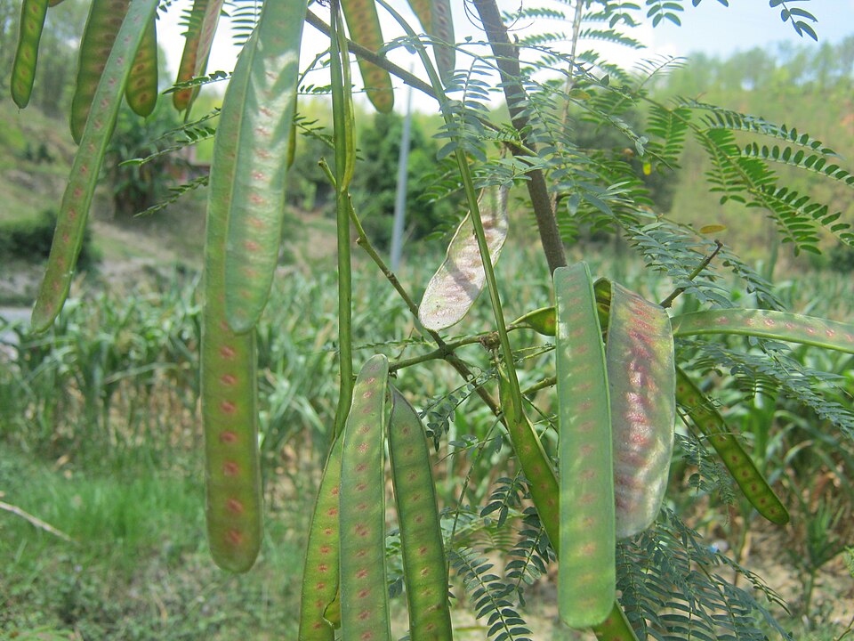 White Leadtree photo 4