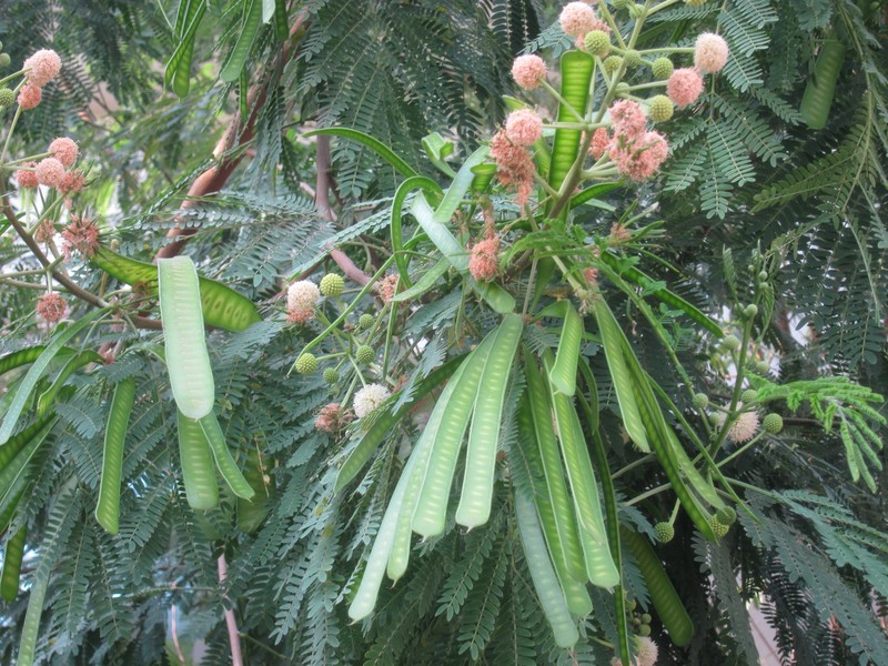 White Leadtree photo 8