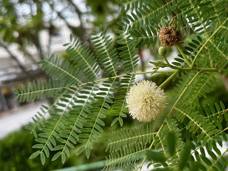 Leucaena leucocephala subsp. leucocephala