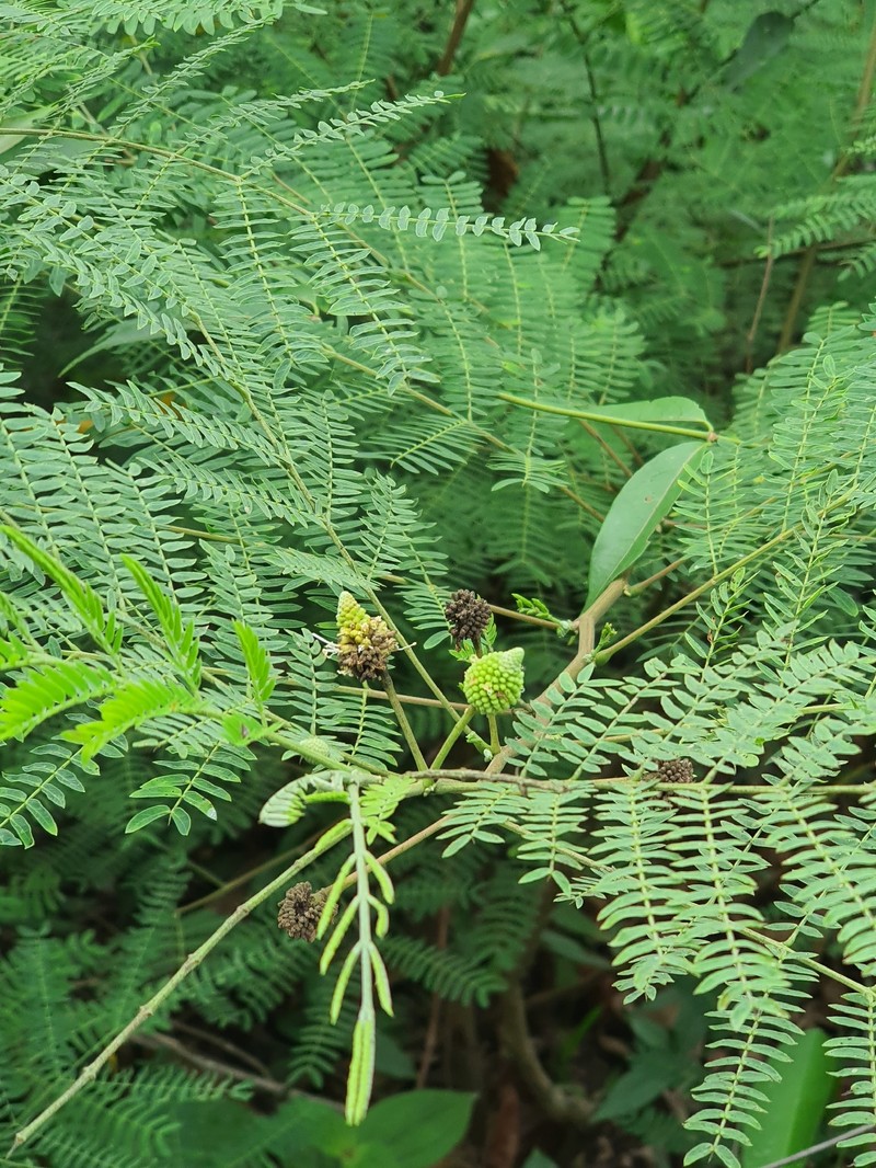 Leucaena leucocephala subsp. leucocephala photo 2