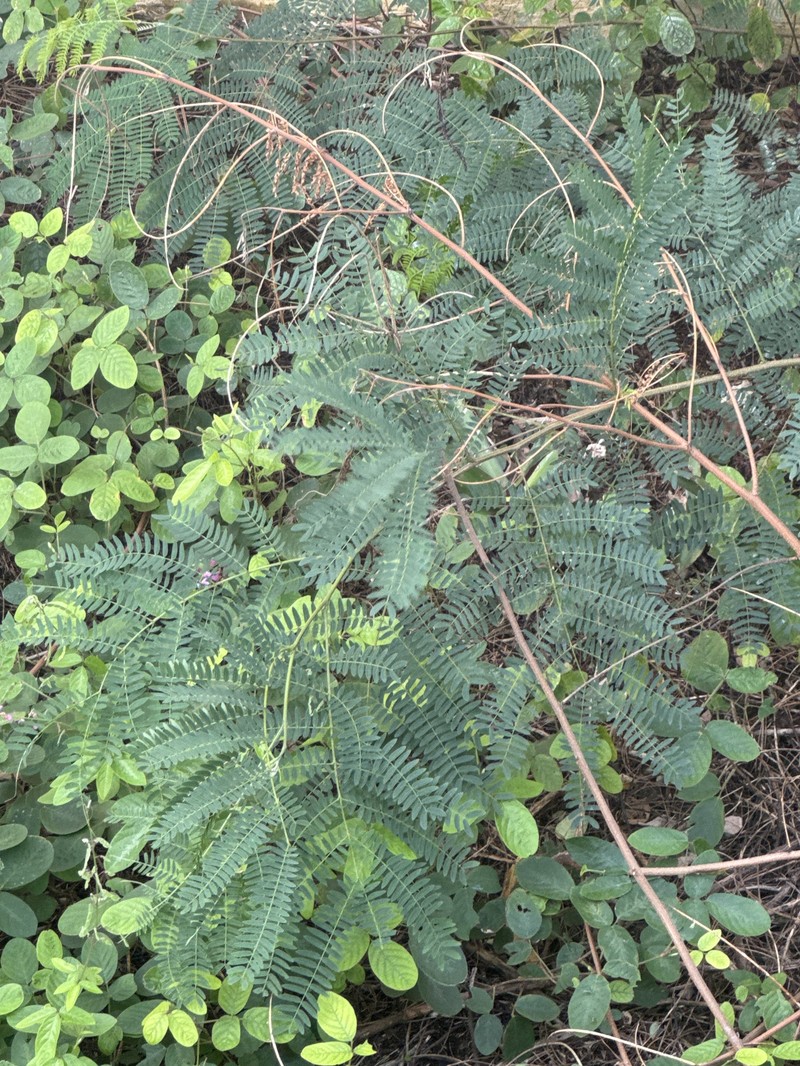 Leucaena leucocephala subsp. leucocephala photo 3