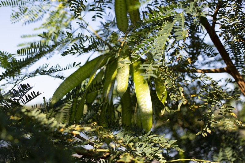 Leucaena leucocephala subsp. leucocephala photo 4