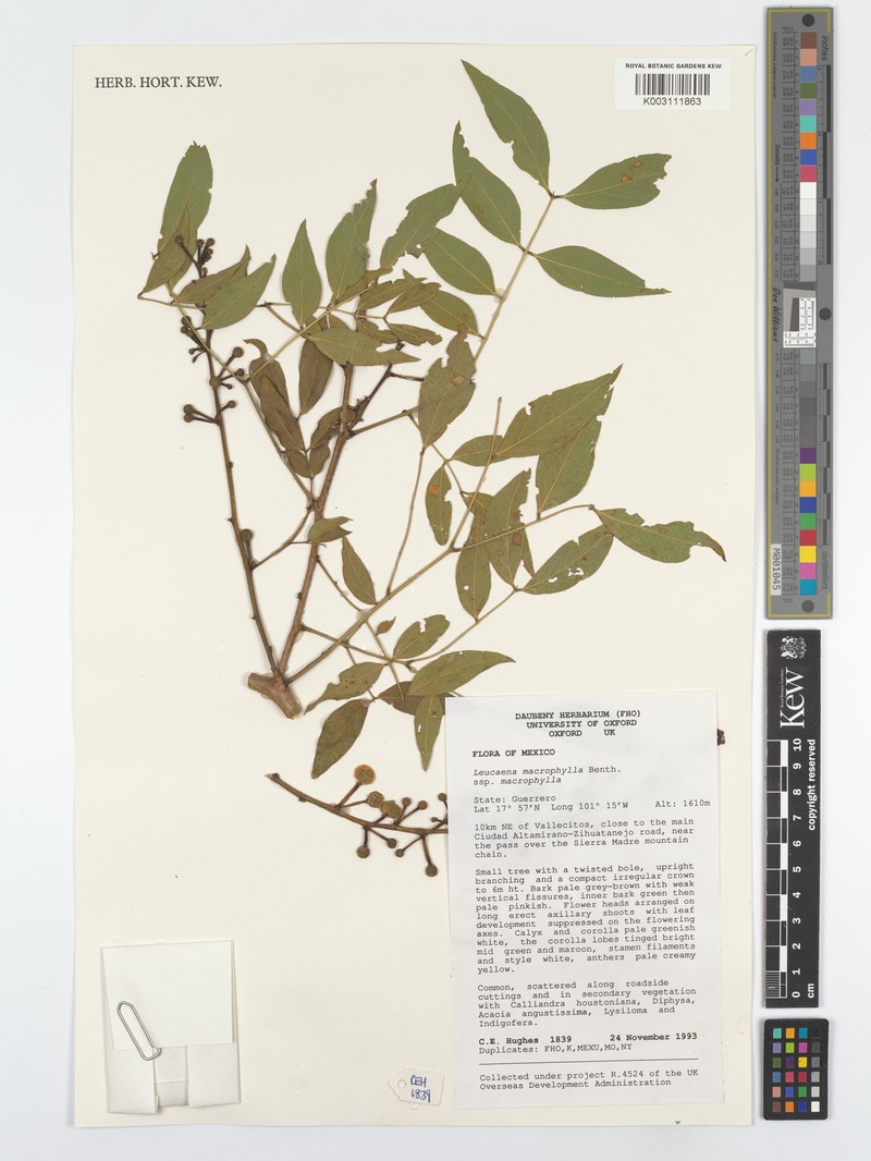 Leucaena macrophylla subsp. macrophylla