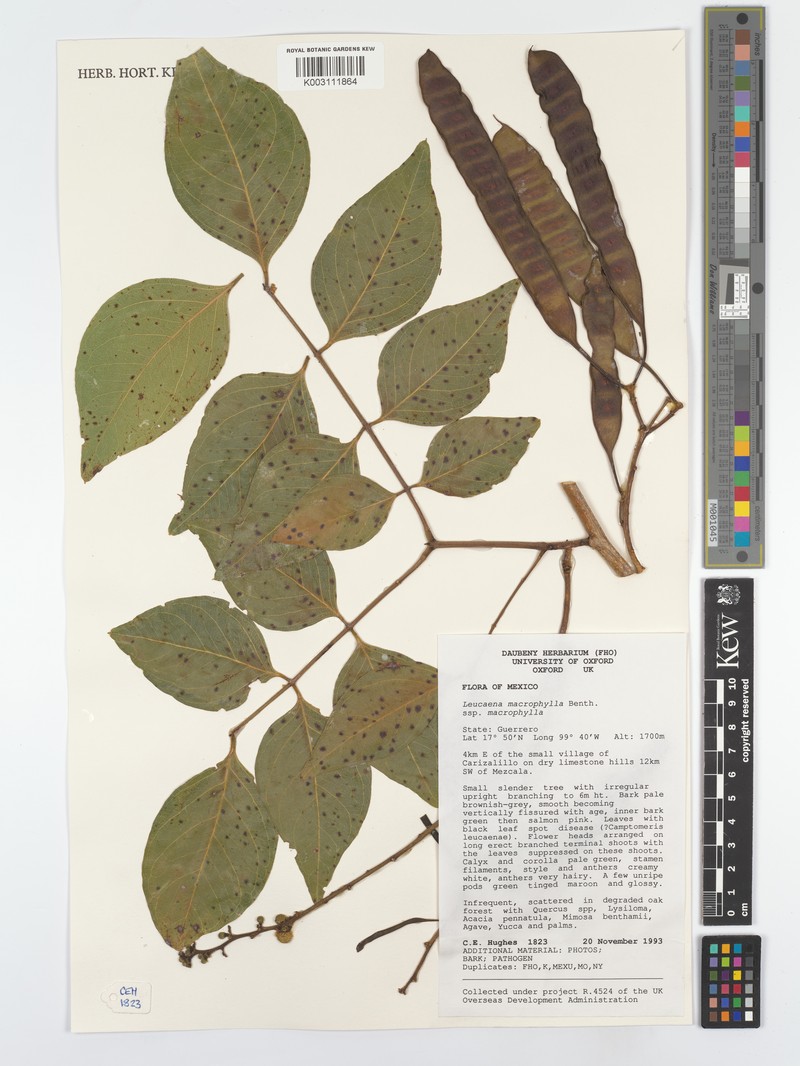 Leucaena macrophylla subsp. macrophylla photo 2