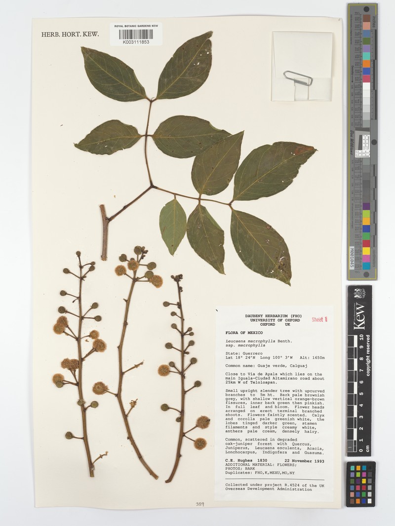 Leucaena macrophylla subsp. macrophylla photo 3