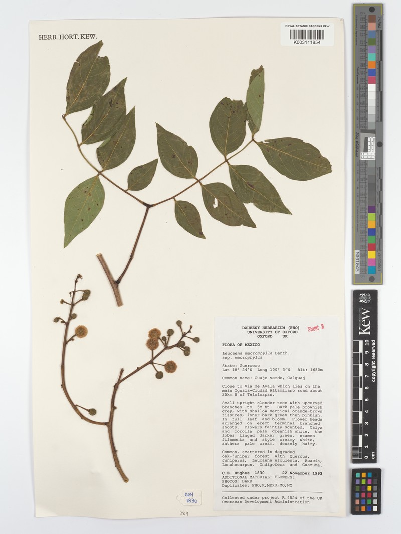 Leucaena macrophylla subsp. macrophylla photo 4