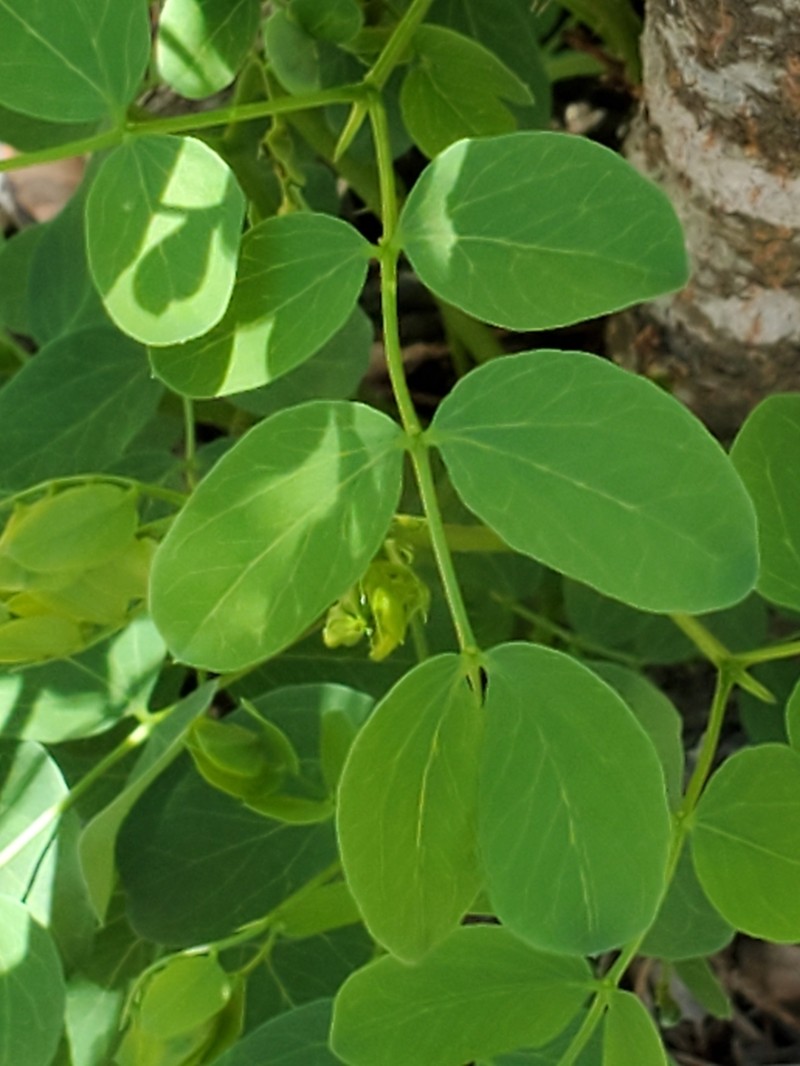 Littleleaf Leadtree photo 4