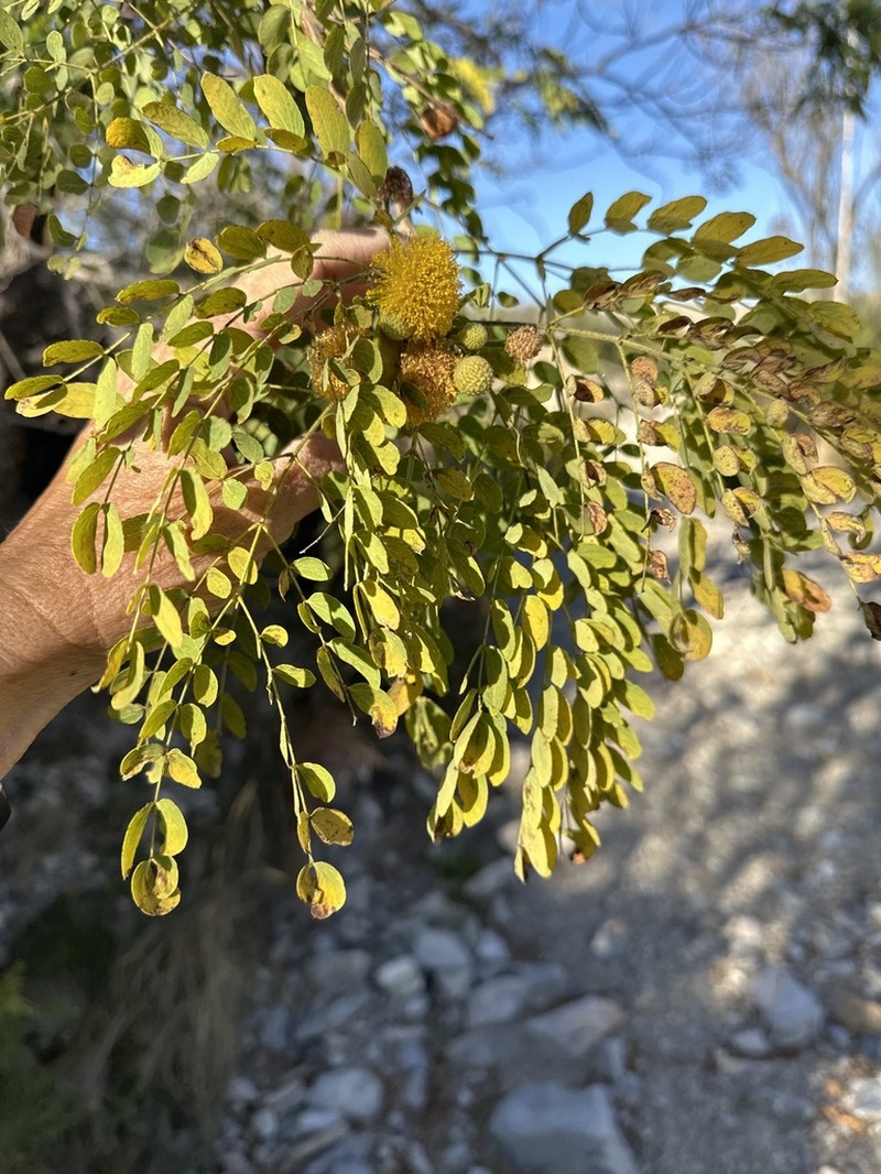 Littleleaf Leadtree photo 5