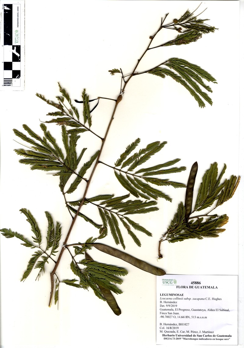 Leucaena zacapana