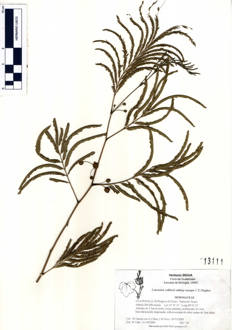 Leucaena zacapana photo 2