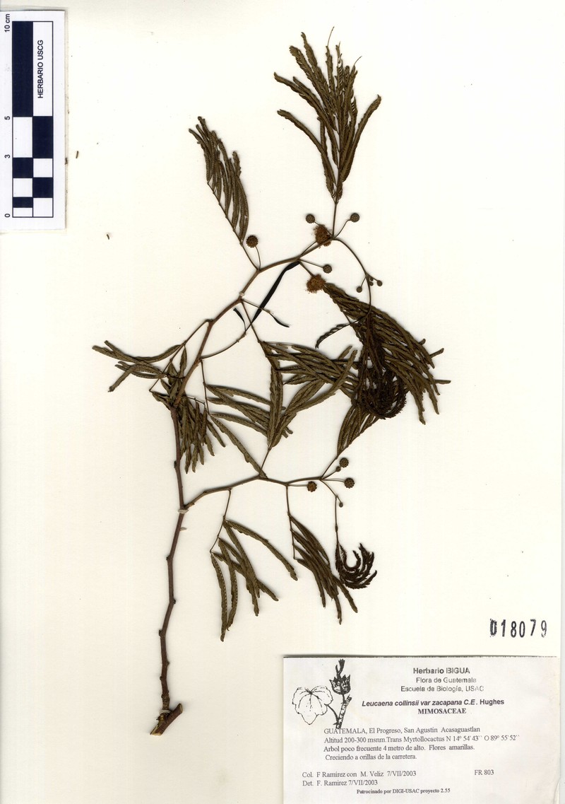 Leucaena zacapana photo 3