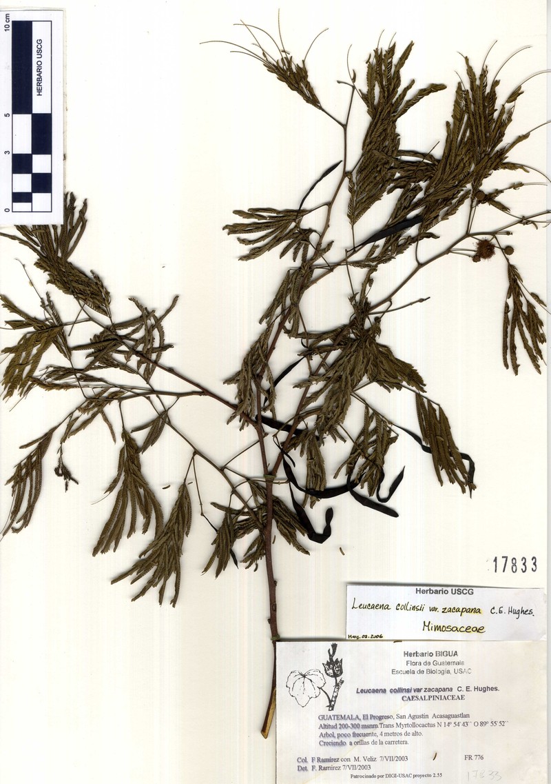 Leucaena zacapana photo 4