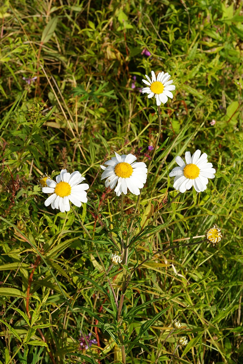 Leucanthemella linearis