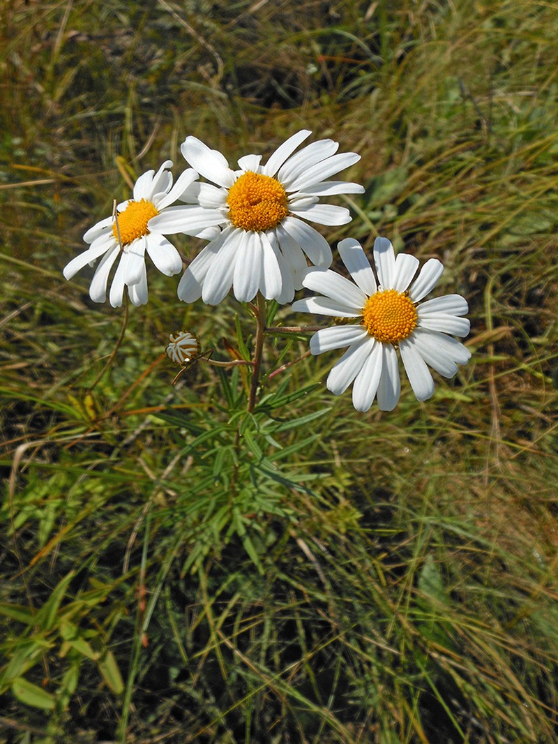 Leucanthemella linearis photo 2