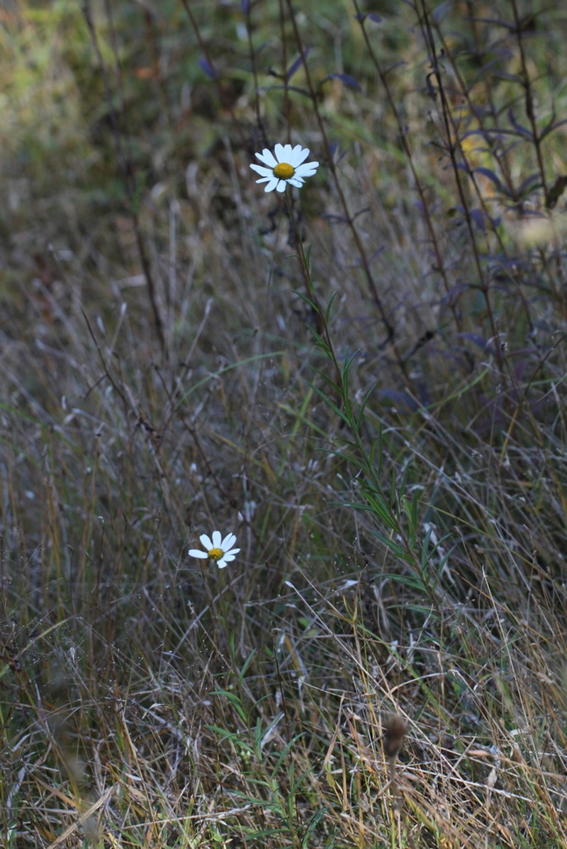 Leucanthemella linearis photo 4