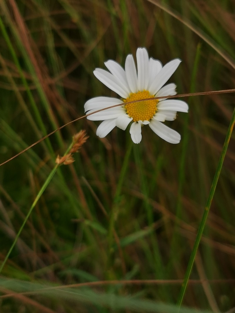 Leucanthemella linearis photo 6