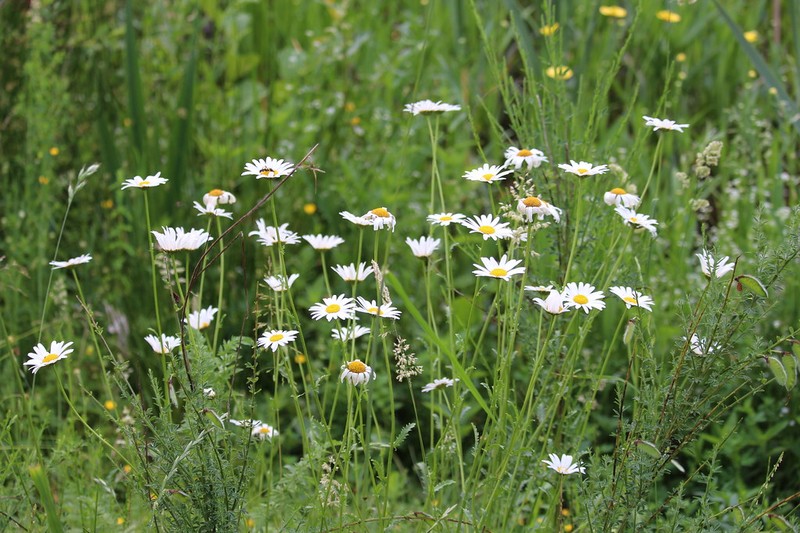 Leucanthemella linearis photo 7