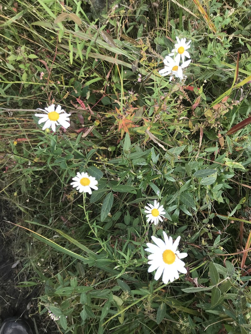 Leucanthemella linearis photo 8