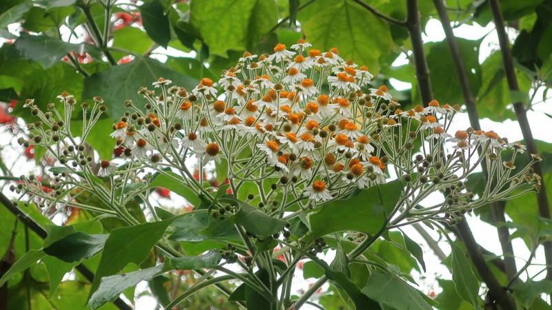 Giantdaisy photo 4