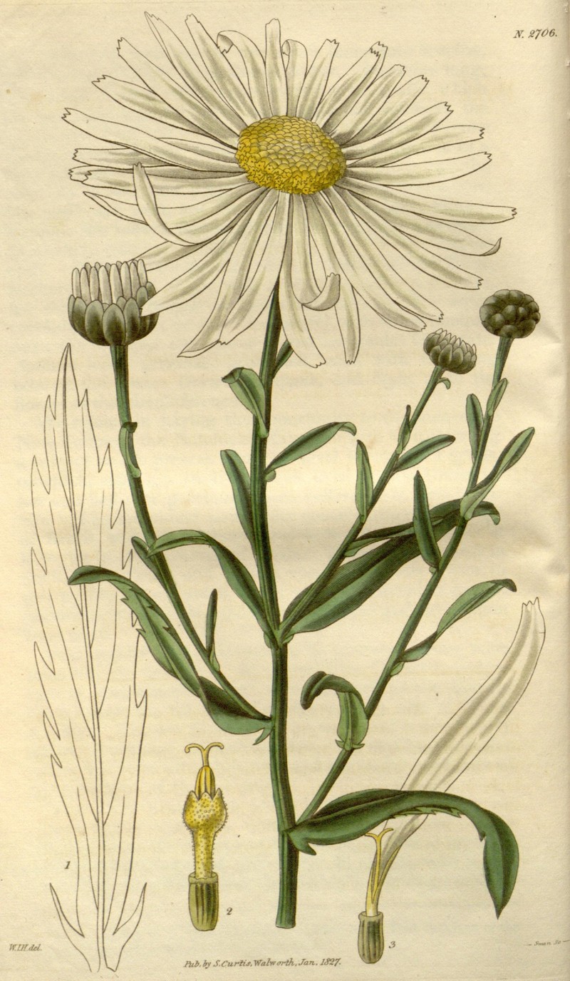 Giantdaisy photo 5