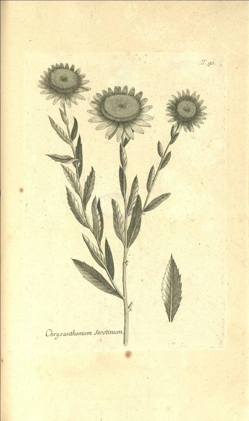 Giantdaisy photo 2