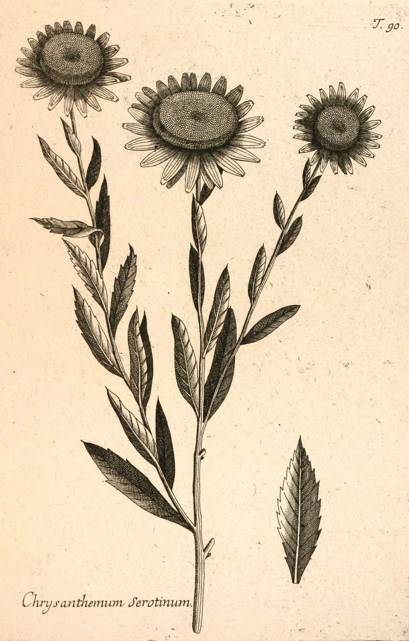 Giantdaisy photo 3