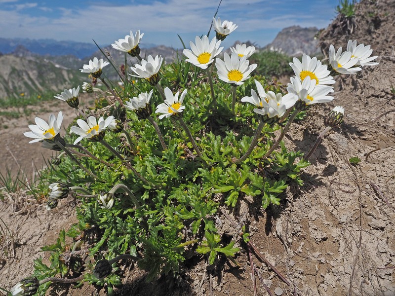 Leucanthemopsis alpina