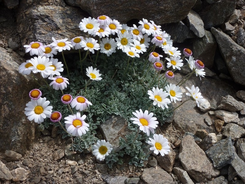 Leucanthemopsis alpina photo 2
