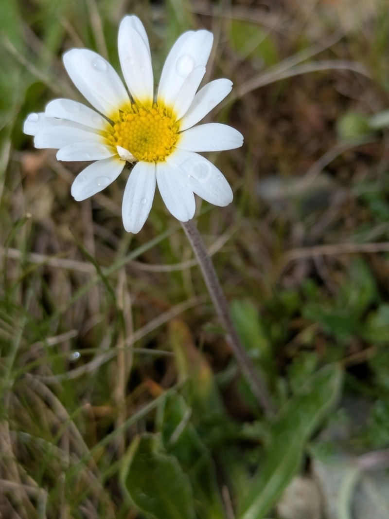 Leucanthemopsis alpina photo 3