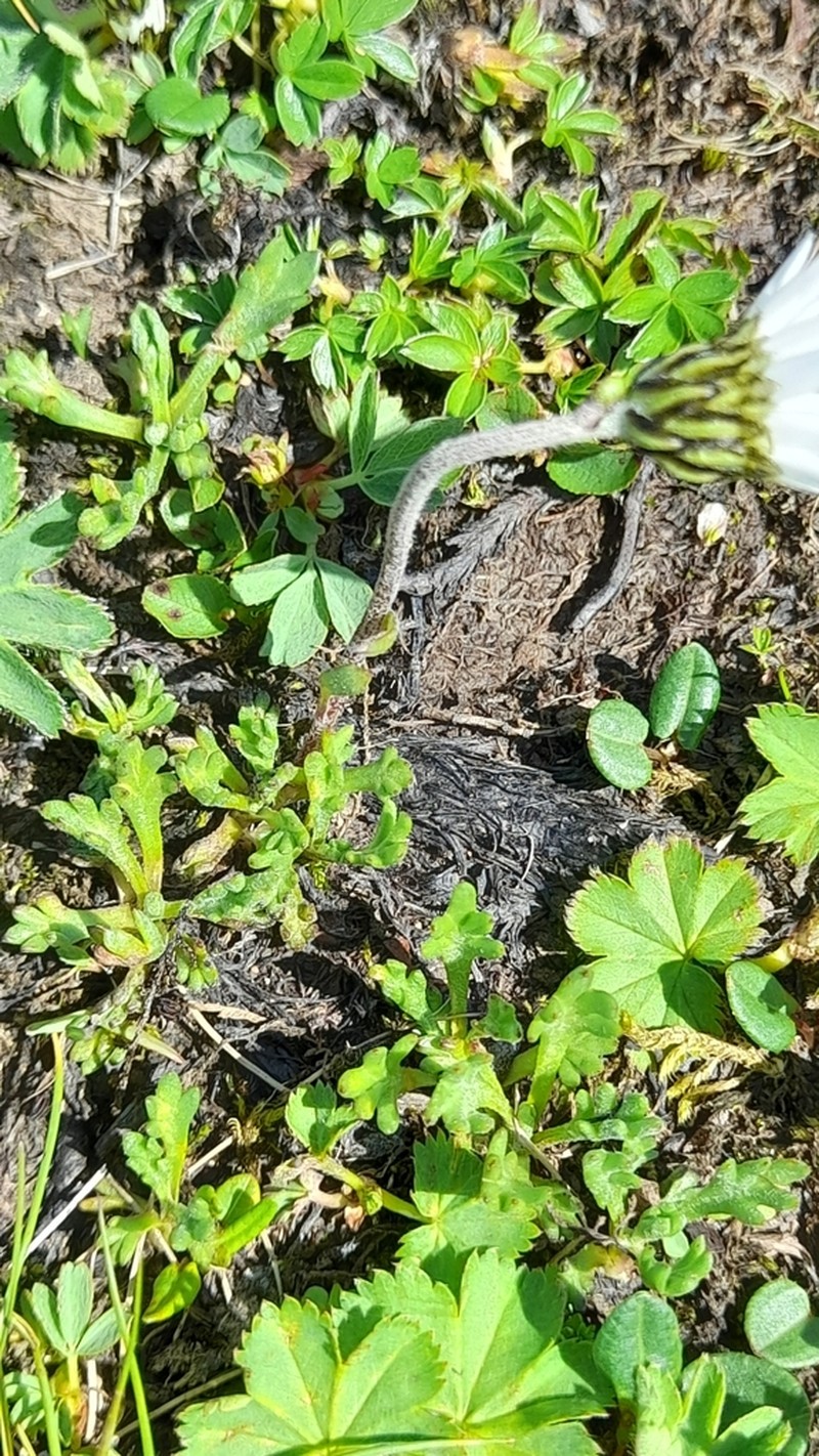 Leucanthemopsis alpina photo 4