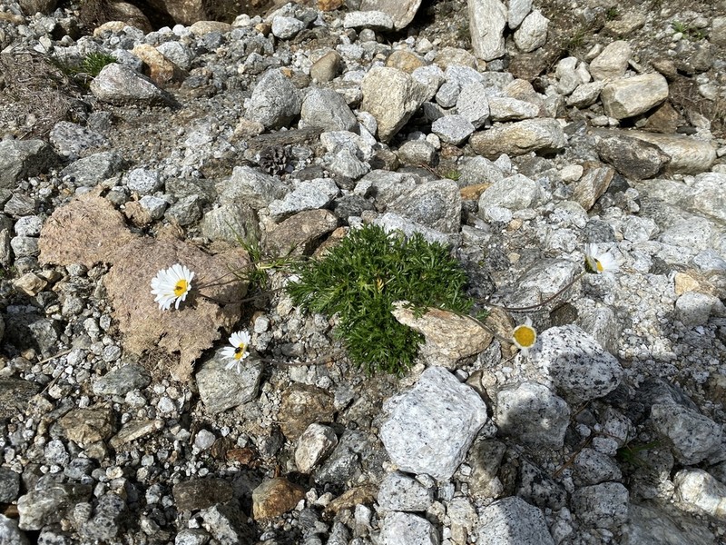 Leucanthemopsis alpina photo 5