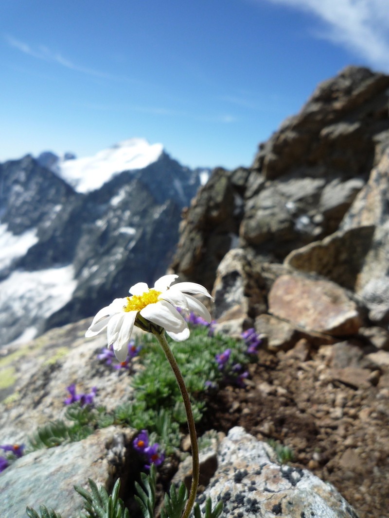 Leucanthemopsis alpina photo 7
