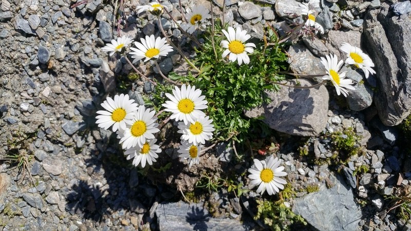 Leucanthemopsis alpina photo 8