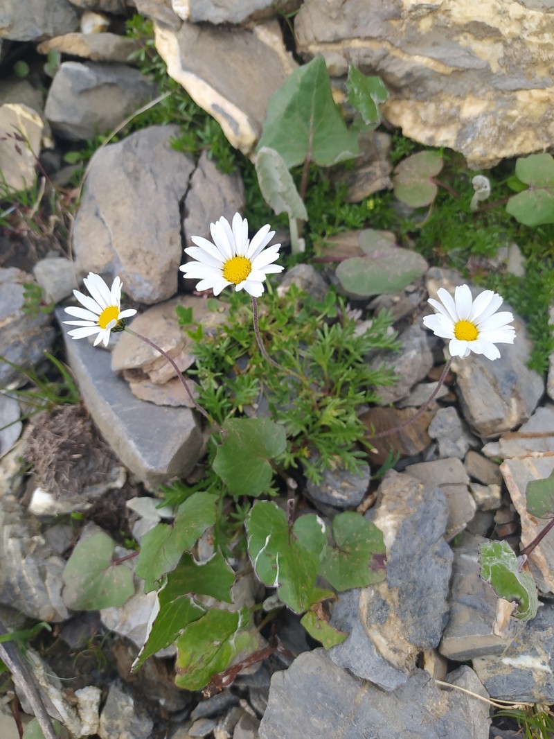 Leucanthemopsis alpina subsp. alpina
