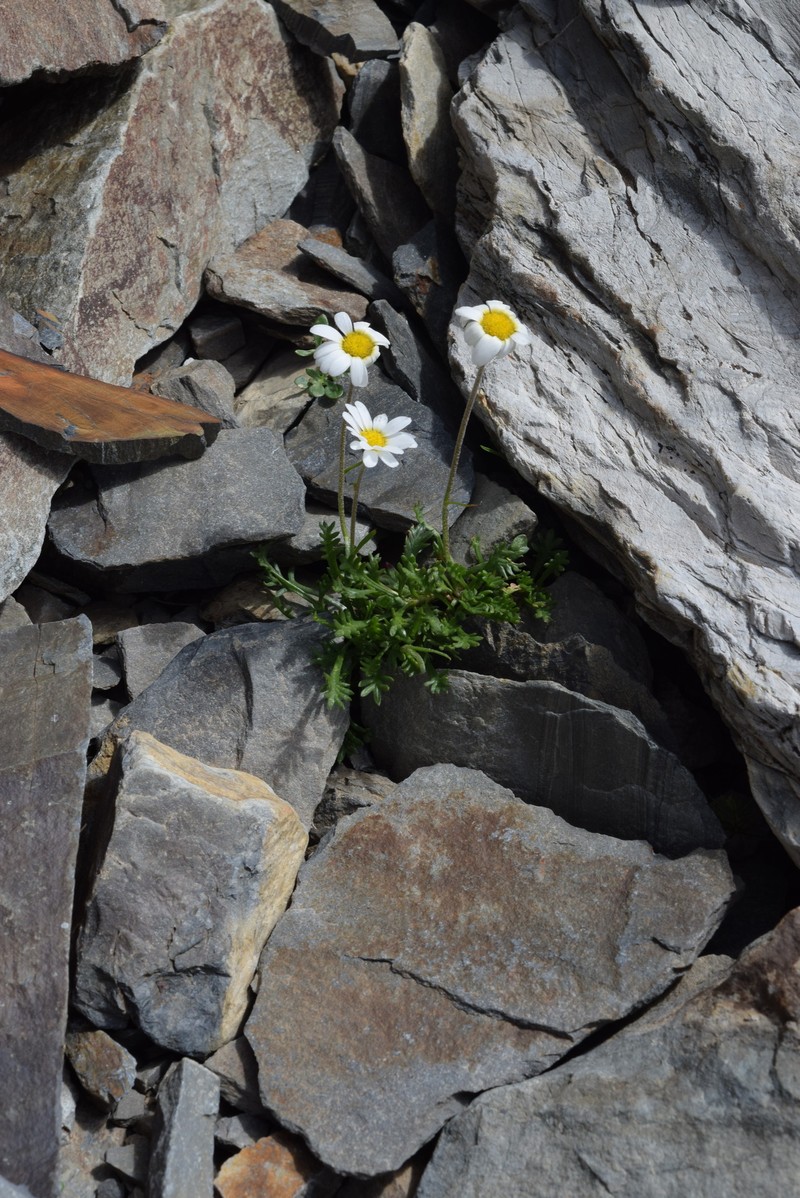 Leucanthemopsis alpina subsp. alpina photo 2