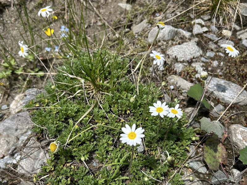 Leucanthemopsis alpina subsp. minima
