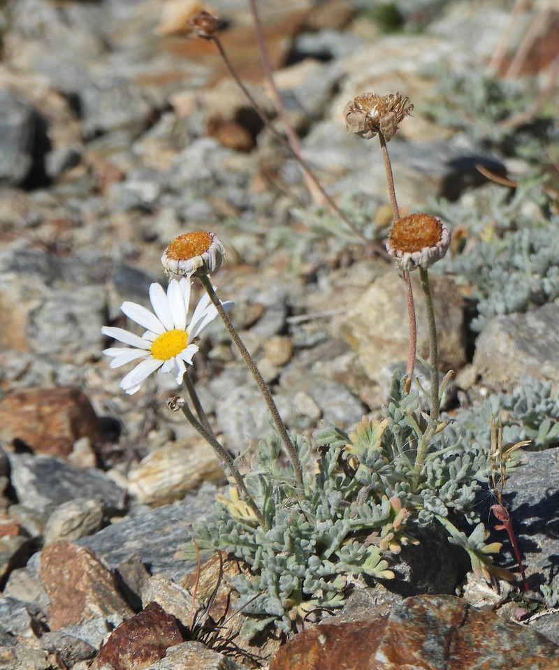 Leucanthemopsis alpina subsp. minima photo 2