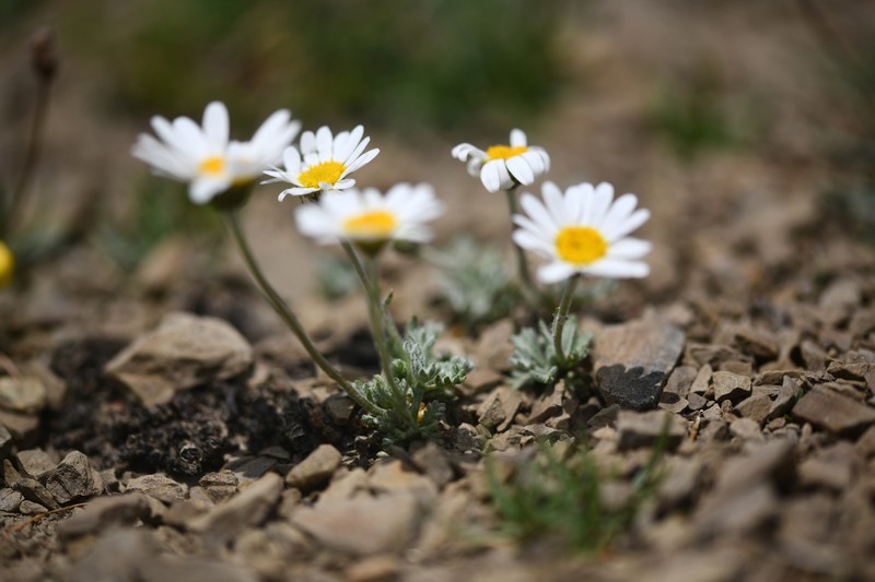 Leucanthemopsis alpina subsp. minima photo 3