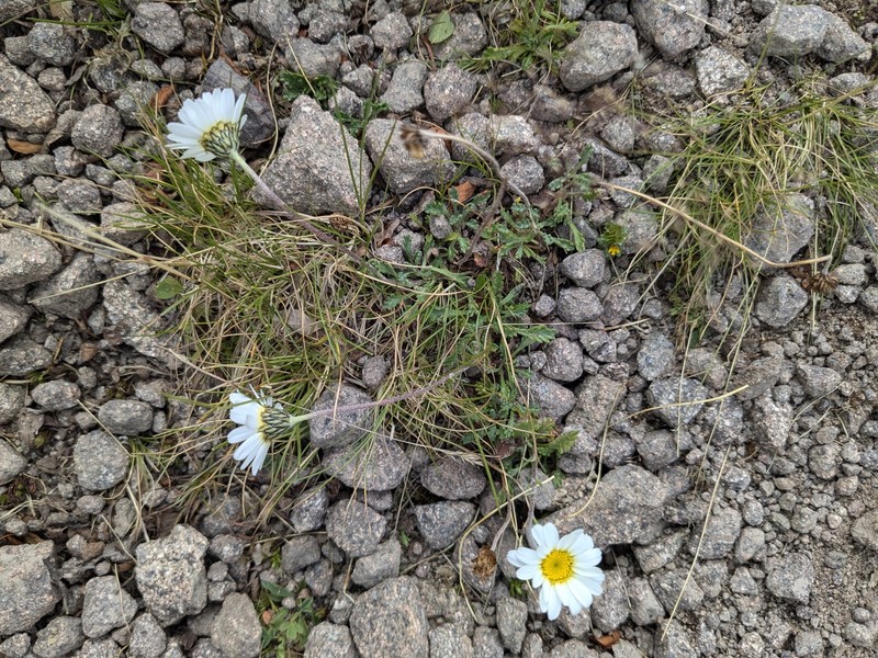 Leucanthemopsis alpina subsp. minima photo 4