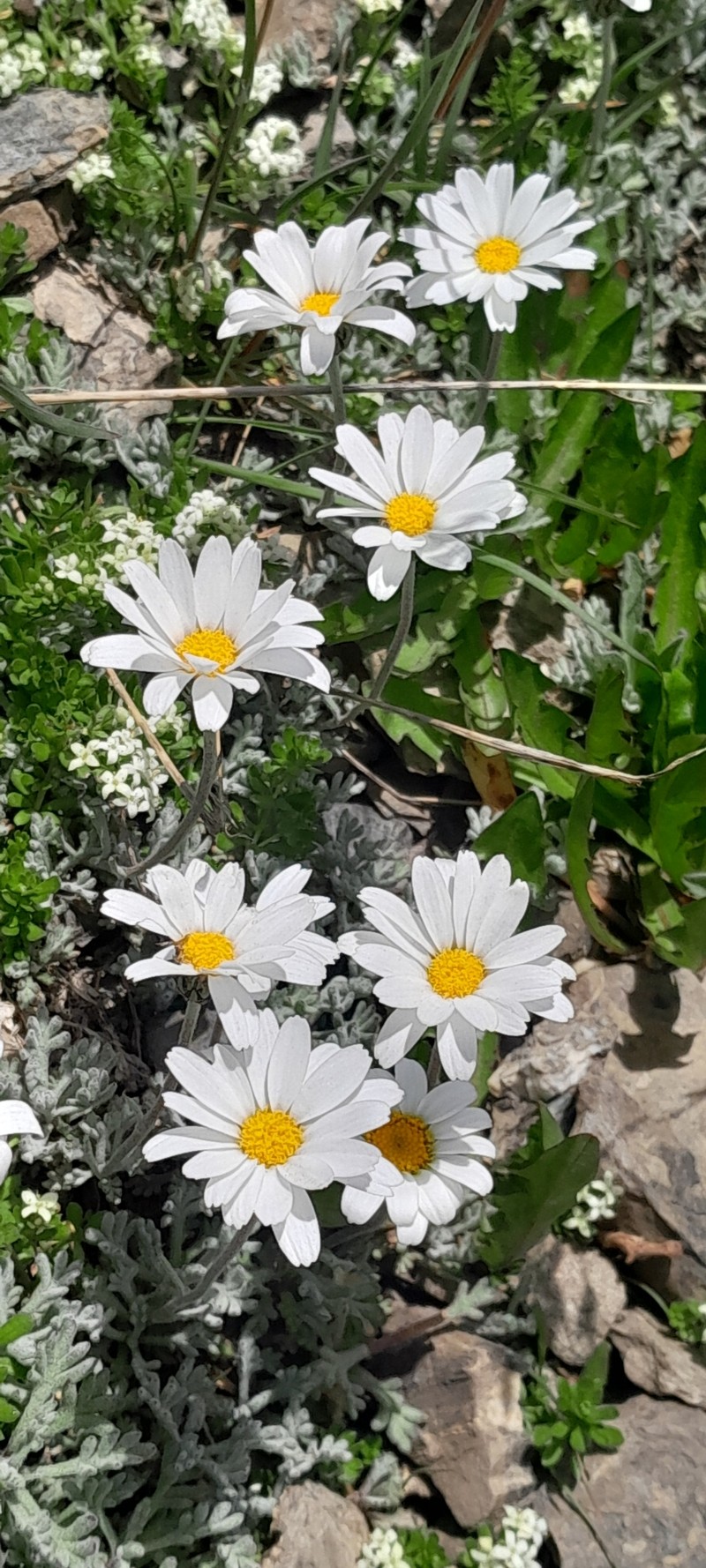 Leucanthemopsis alpina subsp. pseudotomentosa