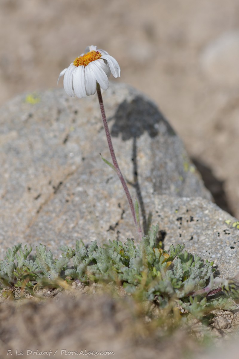 Leucanthemopsis alpina subsp. pseudotomentosa photo 2
