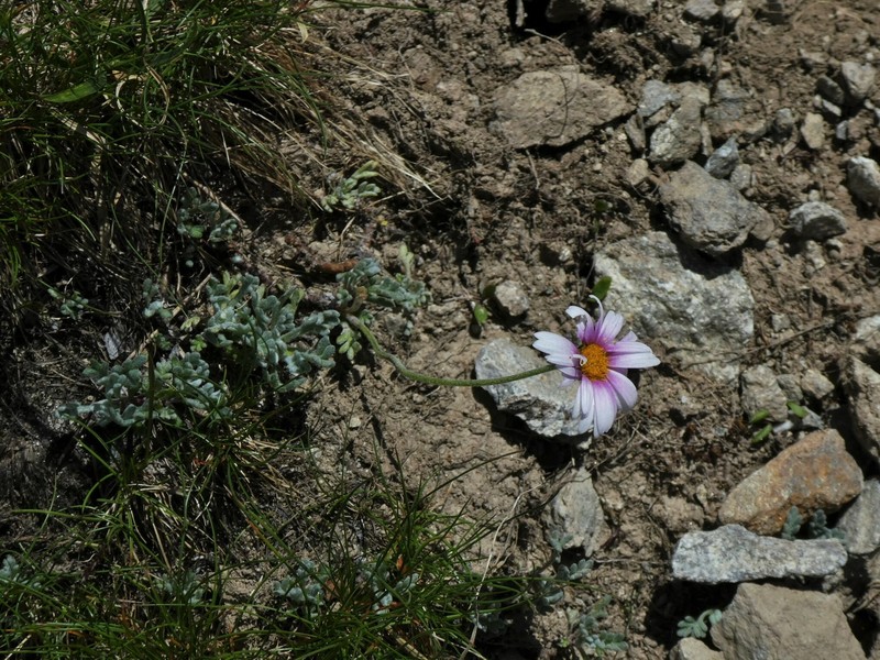 Leucanthemopsis alpina subsp. pseudotomentosa photo 3