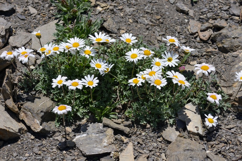 Leucanthemopsis alpina subsp. pseudotomentosa photo 4