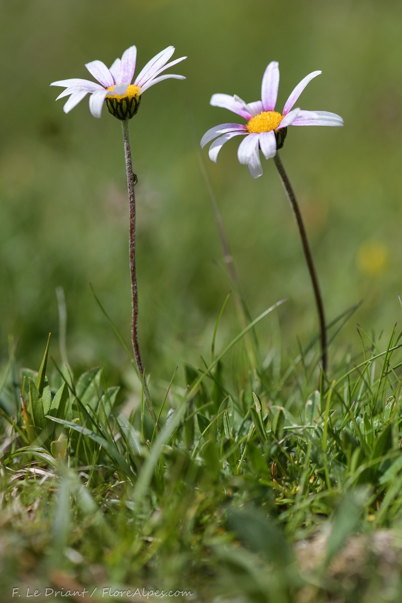 Leucanthemopsis alpina subsp. pyrenaica