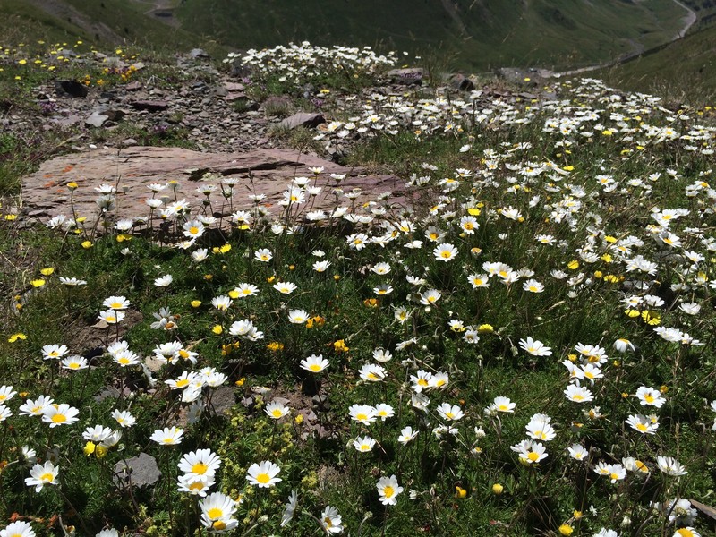 Leucanthemopsis alpina subsp. pyrenaica photo 2