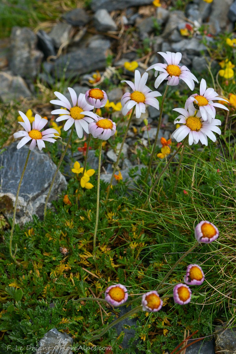 Leucanthemopsis alpina subsp. pyrenaica photo 3